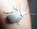 Grape Bud Beetle - photo 3