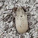 Grape Bud Beetle - photo 4