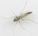 Glyptotendipes barbipes