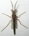Glyptotendipes barbipes - photo 4