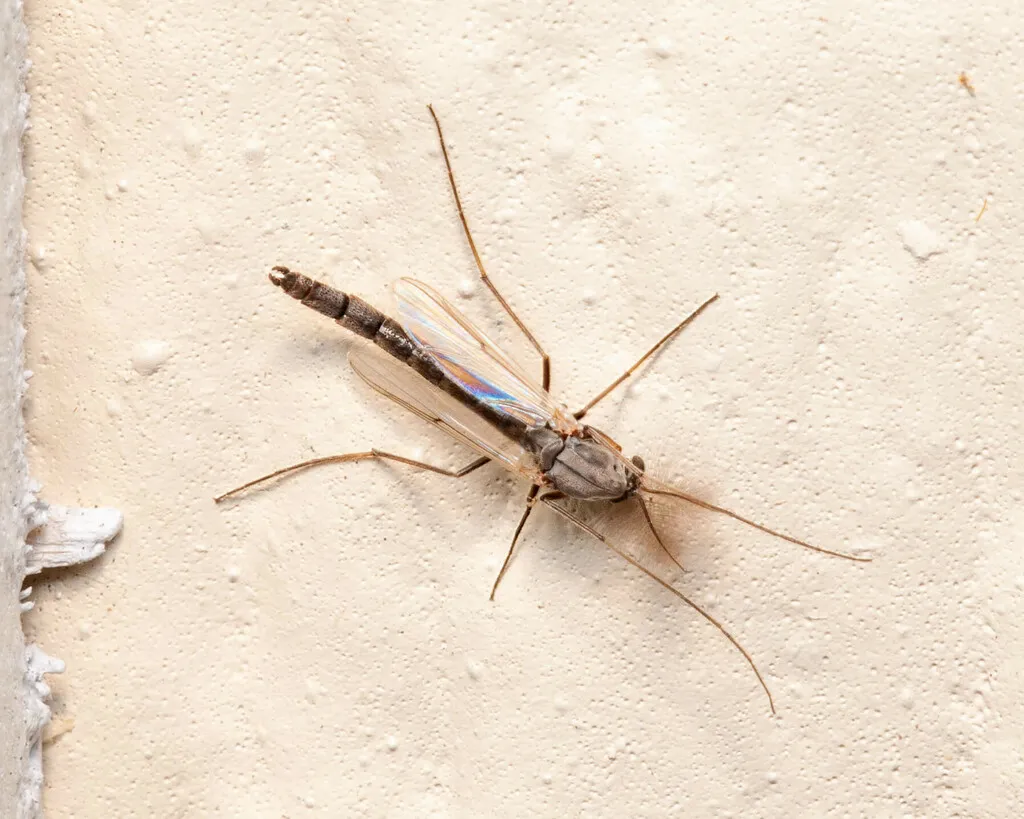 Glyptotendipes paripes - photo 2
