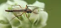 Glyptotendipes testaceus