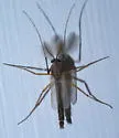 Glyptotendipes testaceus - photo 3
