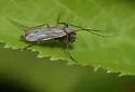 Glyptotendipes testaceus - photo 4