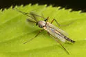Glyptotendipes testaceus - photo 5