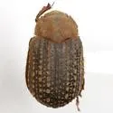 Glyptotrox frontera