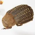 Glyptotrox frontera - photo 2