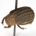 Glyptotrox frontera - photo 4