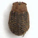 Glyptotrox frontera - photo 5