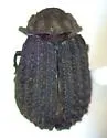 Glyptotrox hamatus
