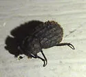 Glyptotrox hamatus - photo 2