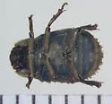 Glyptotrox hamatus - photo 3