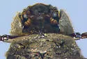 Glyptotrox hamatus - photo 4