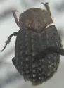Trox paulseni