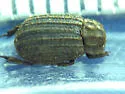Glyptotrox spinulosus - photo 2