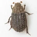 Glyptotrox spinulosus - photo 4