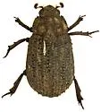 Glyptotrox spinulosus - photo 5