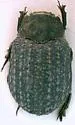 Glyptotrox terrestris