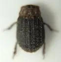 Glyptotrox terrestris - photo 3