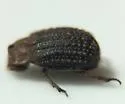 Glyptotrox terrestris - photo 4