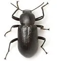 Glyptotus cribratus - photo 2
