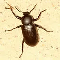 Glyptotus cribratus - photo 4