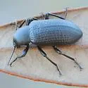 Glyptotus cribratus - photo 5