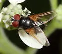 Gnadochaeta nigrifrons