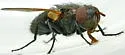 Gnadochaeta nigrifrons - photo 3