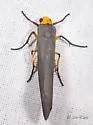 Gnamptonychia ventralis - Hodges#8057 - photo 2