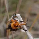 Gnamptonychia ventralis - Hodges#8057 - photo 3