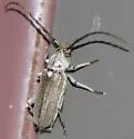 Gnaphalodes trachyderoides - Gnaphalodes trachyderoides