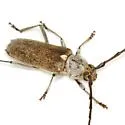 Gnaphalodes trachyderoides - photo 2