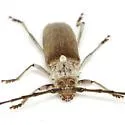 Gnaphalodes trachyderoides - photo 3