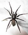 Gnaphosa borea