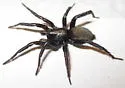 Gnaphosa borea - photo 2