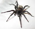 Gnaphosa borea - photo 3