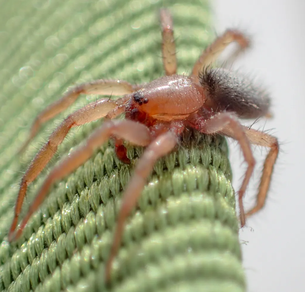 Gnaphosa dentata