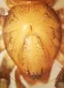 Gnaphosa fontinalis