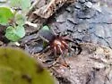 Gnaphosa fontinalis - photo 3