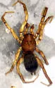 Gnaphosa orites