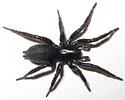 Gnaphosa parvula - photo 3