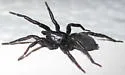 Gnaphosa parvula - photo 4