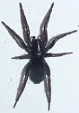 Gnaphosa parvula - photo 5