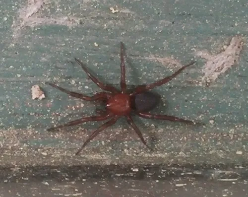 Gnaphosa sericata