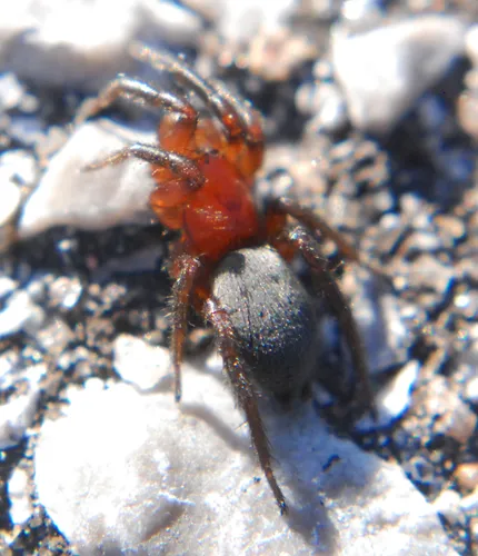 Gnaphosa sericata - photo 4