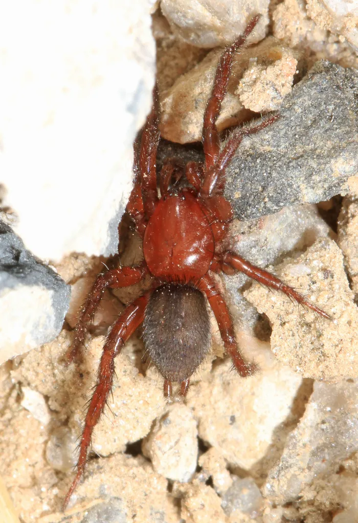 Gnaphosa sericata - photo 5