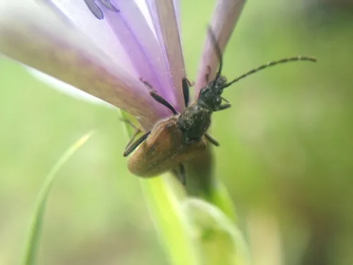 Gnathacmaeops pratensis - Gnathacmaeops pratensis