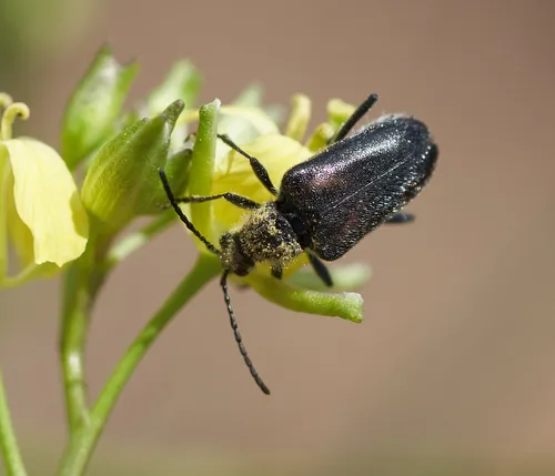 Gnathacmaeops pratensis - photo 2