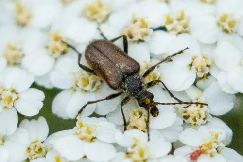 Gnathacmaeops pratensis - photo 3